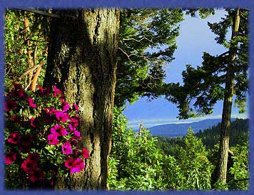 A hanging basket by the edge of the main deck, Cufra Cliffs, Thetis island, BC